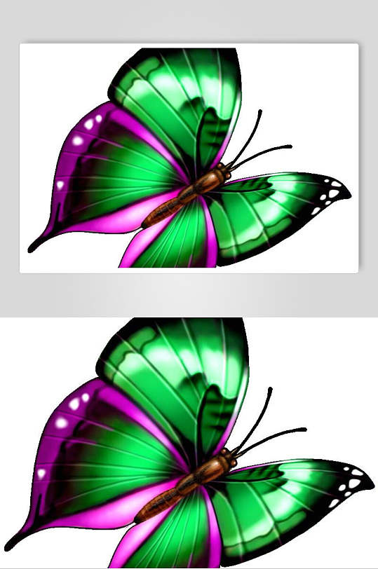 一只绿色紫色蝴蝶素材