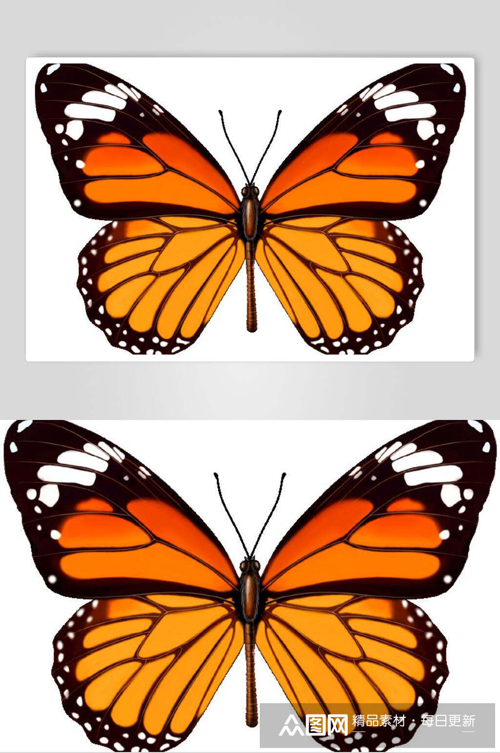 一只橘色花纹蝴蝶素材
