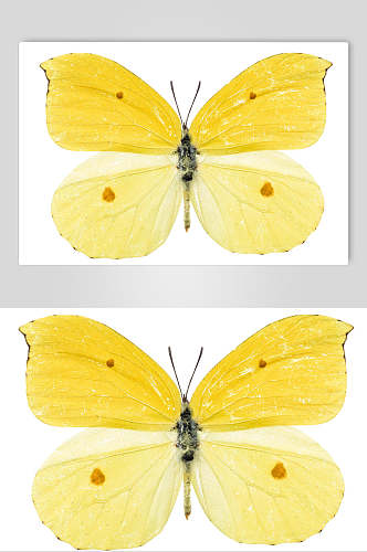 一只黄色蝴蝶素材