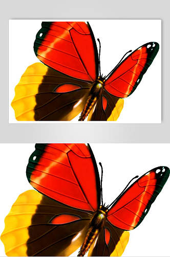 蝴蝶标本图片元素素材