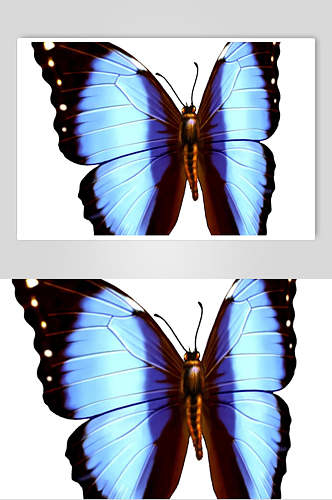 一只蓝色蝴蝶素材