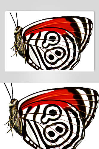 红黑白一只蝴蝶素材