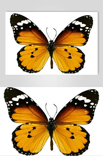 蝴蝶标本元素素材