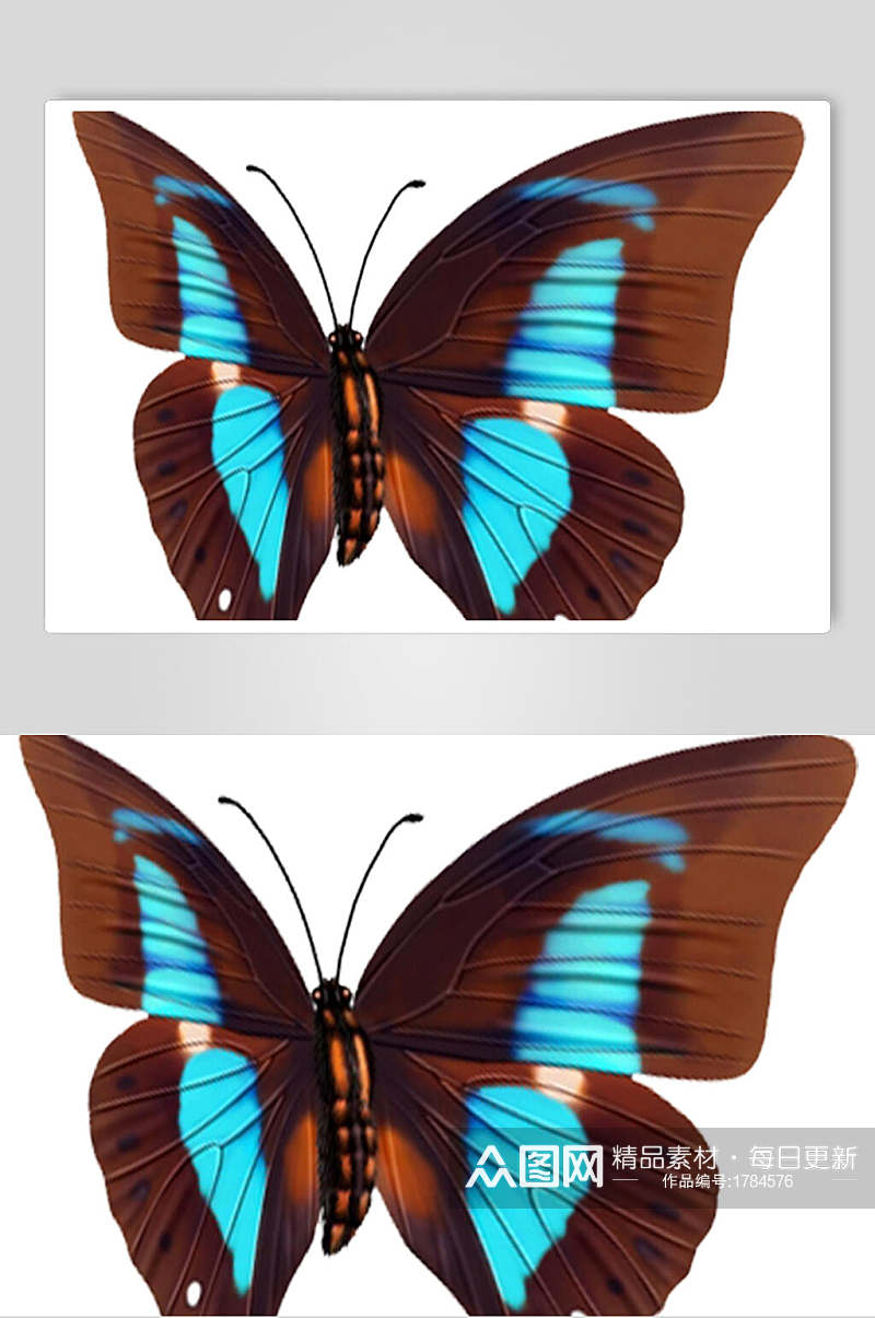 一只褐色蓝色蝴蝶素材素材