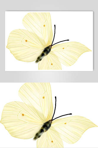 一只黄色蝴蝶素材
