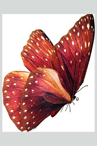 一只红色白斑蝴蝶素材