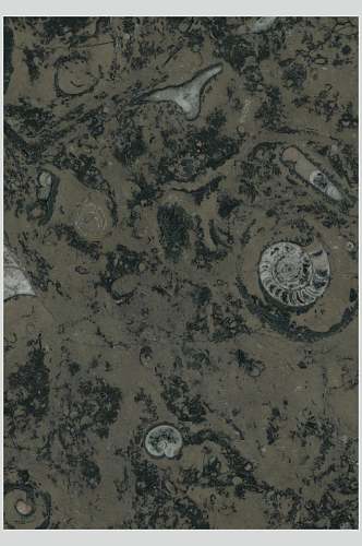 沧海侏罗黄化石图片