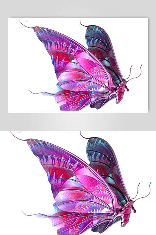 一只紫色蝴蝶素材