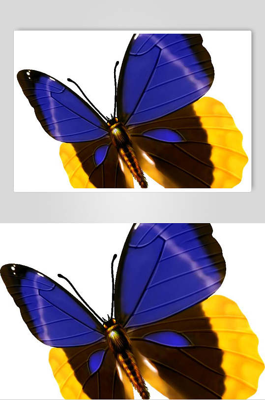 一只蓝色黄蝴蝶素材