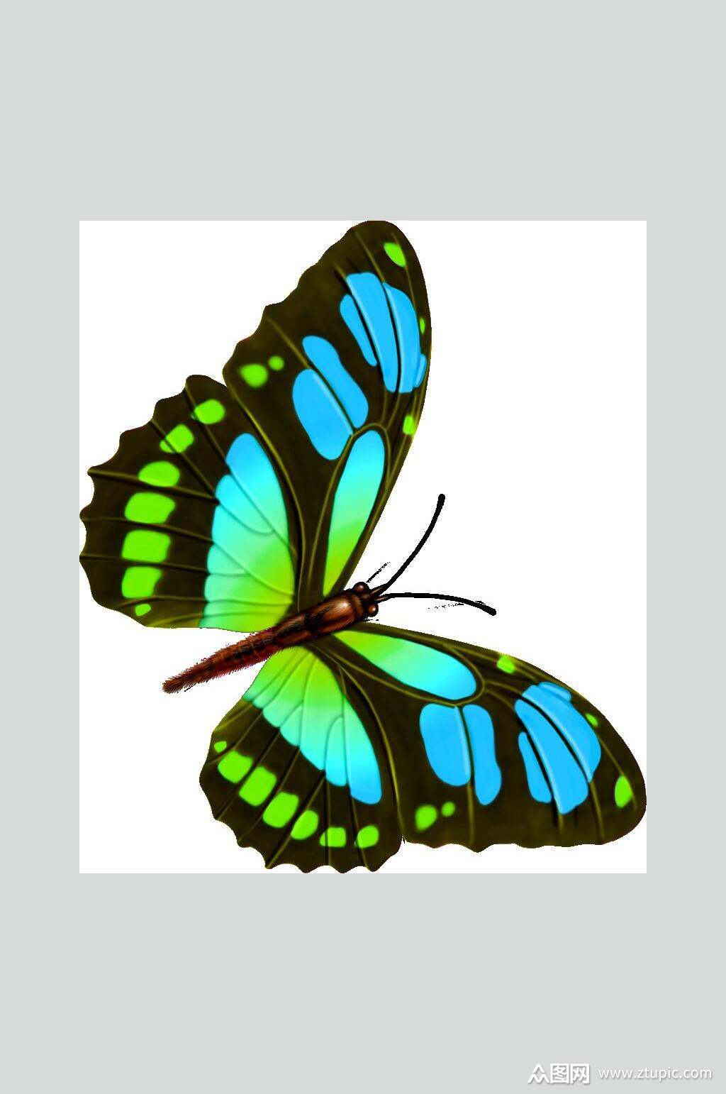 彩色蝴蝶元素素材