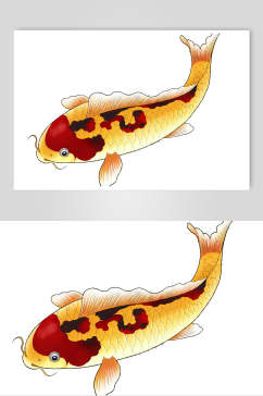 一条金色黄斑锦鲤鲤鱼设计元素