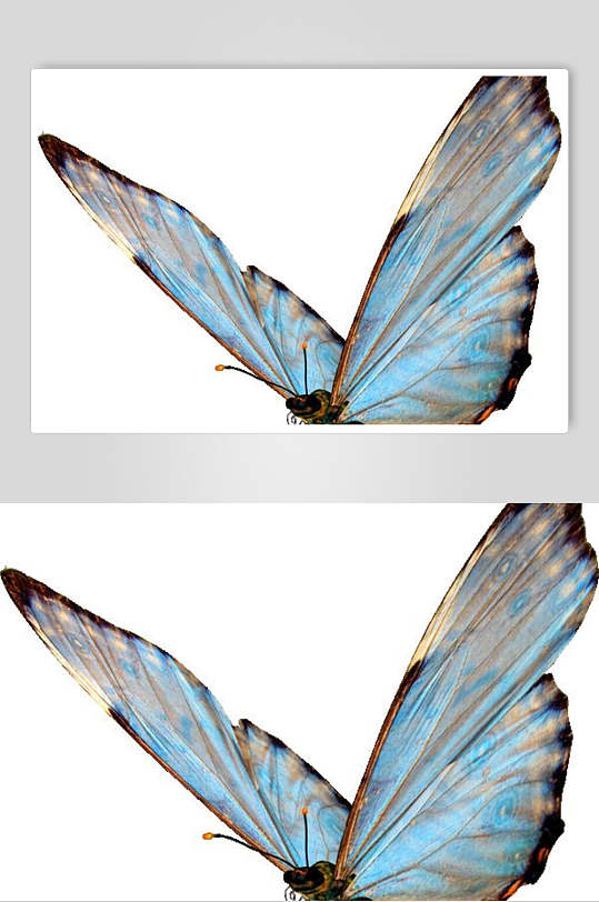 一只蓝色蝴蝶素材