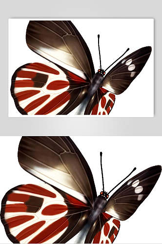 一只红黑白蝴蝶素材