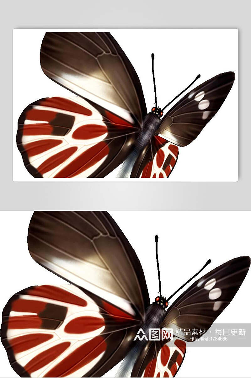 一只红黑白蝴蝶素材素材