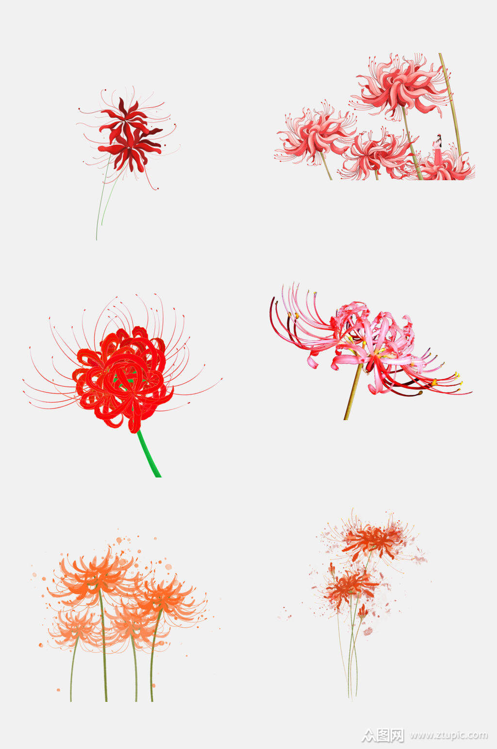 简约彼岸花曼珠沙华花卉元素素材