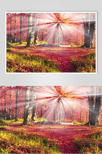 枫树树林阳光图片