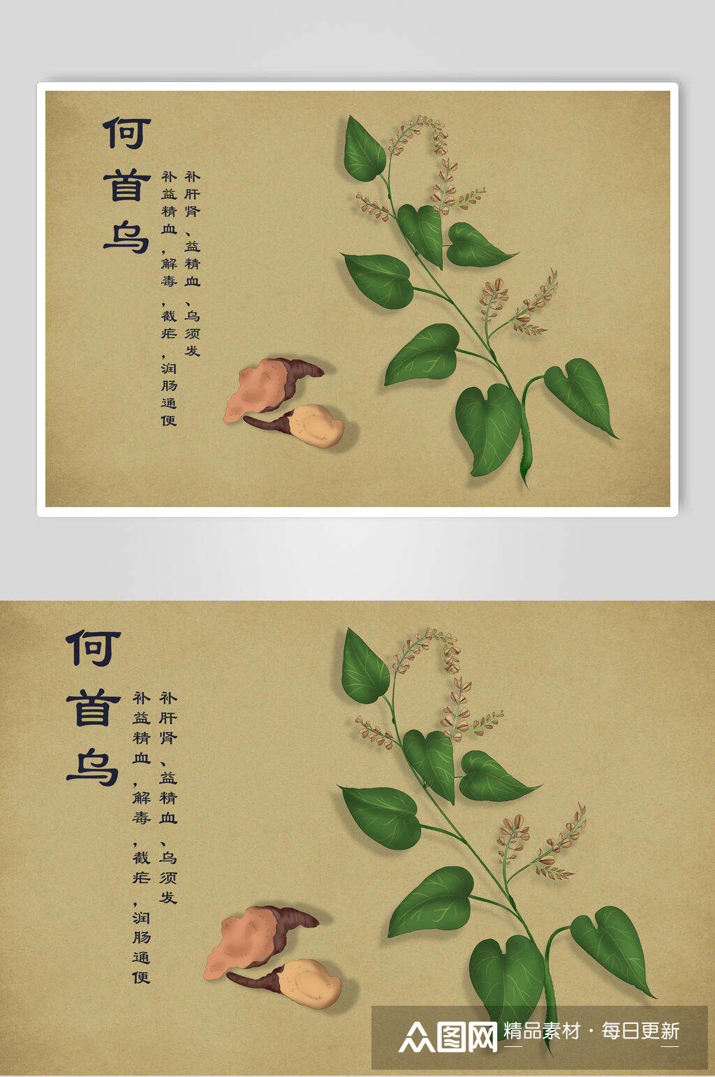 何首乌中草药手绘素材元素