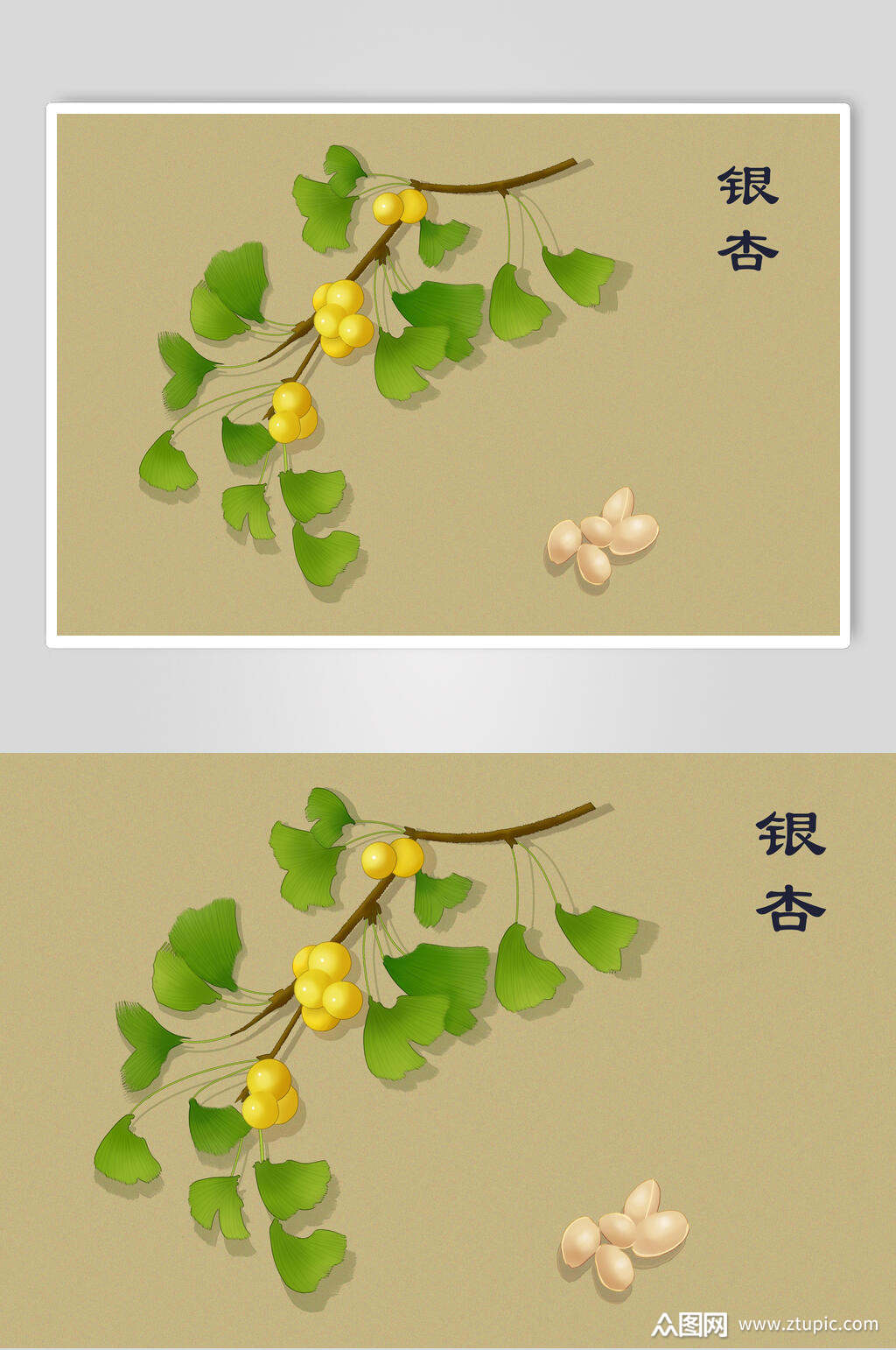 银杏中草药手绘素材元素