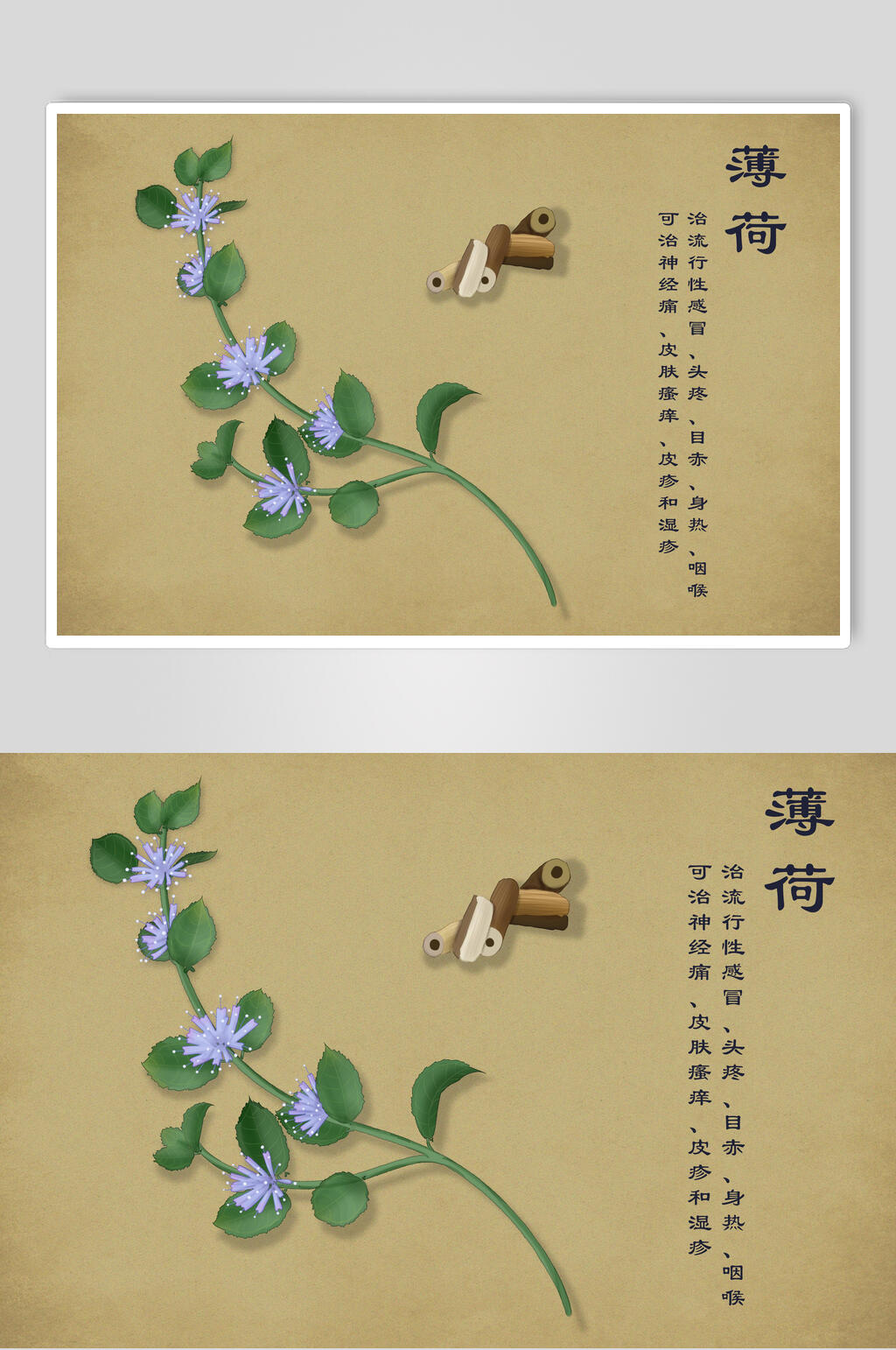 薄荷中草药手绘素材元素素材