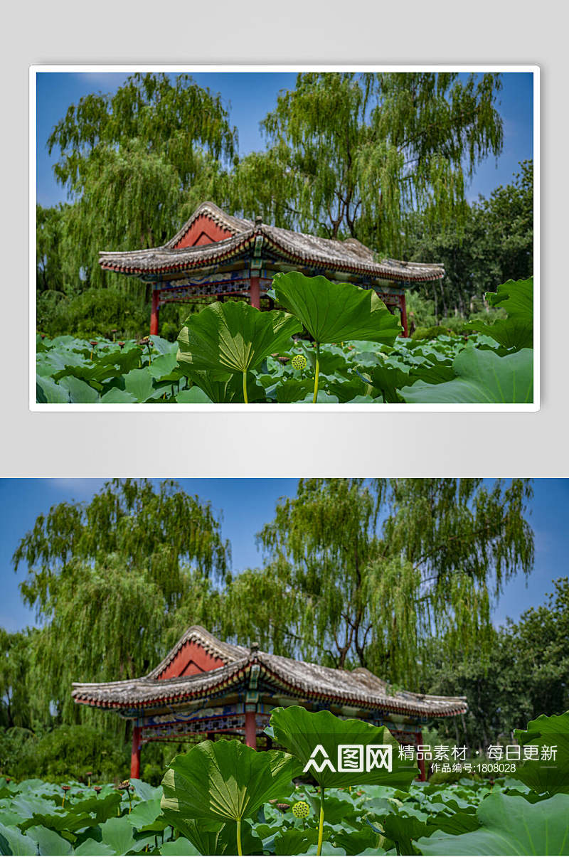 日坛公园的荷花池塘高摄影图片素材