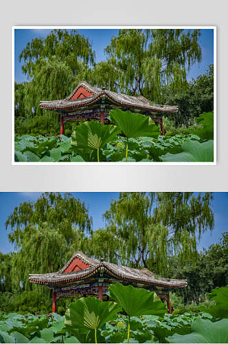 日坛公园的荷花池塘高摄影图片