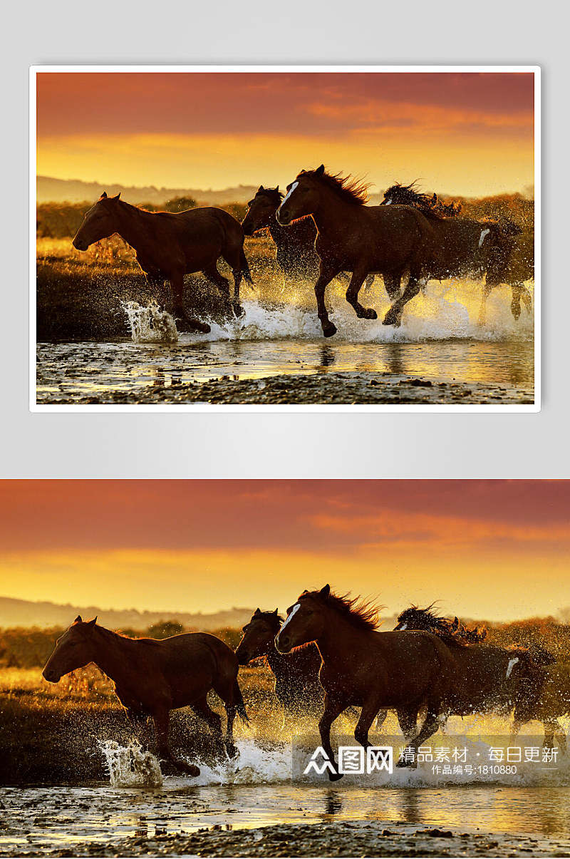 乌兰布统风景奔跑的骏马高清图片素材