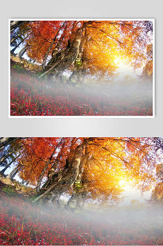 美丽枫树树林摄影图片