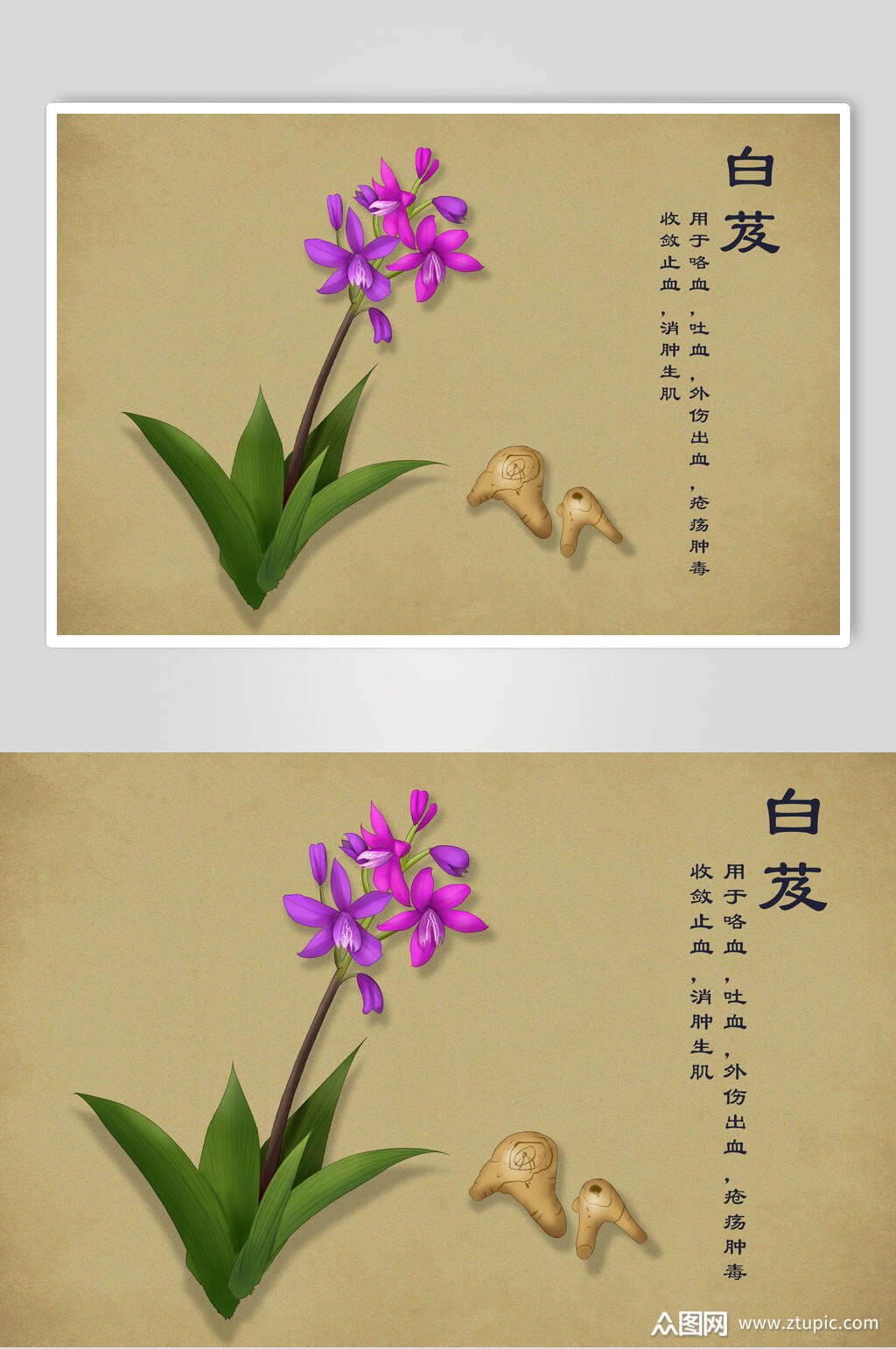 白芨中草药手绘素材元素