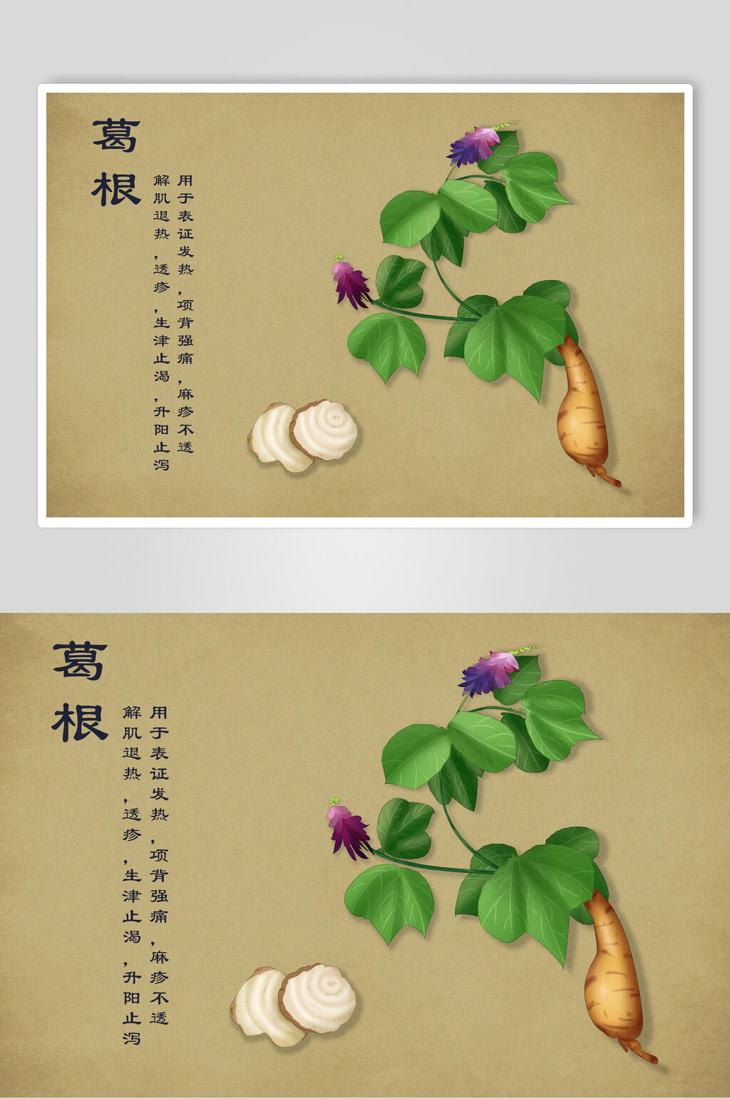 葛根中草药手绘素材元素素材