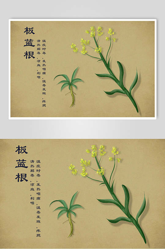 板蓝根中草药手绘素材元素