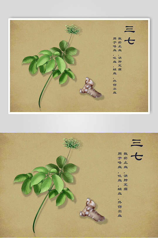 三七中草药手绘素材元素
