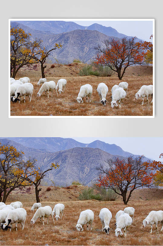 乌兰布统风景羊群高清图片