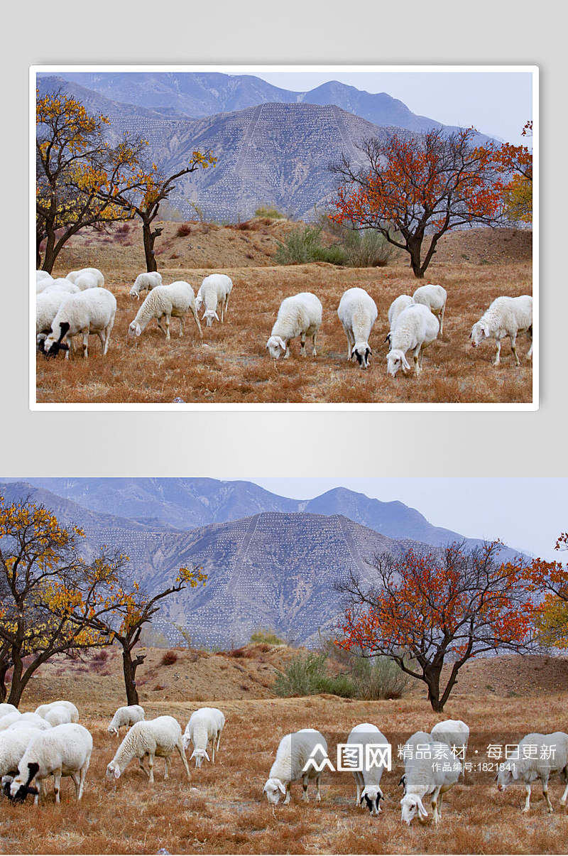 乌兰布统风景羊群高清图片素材
