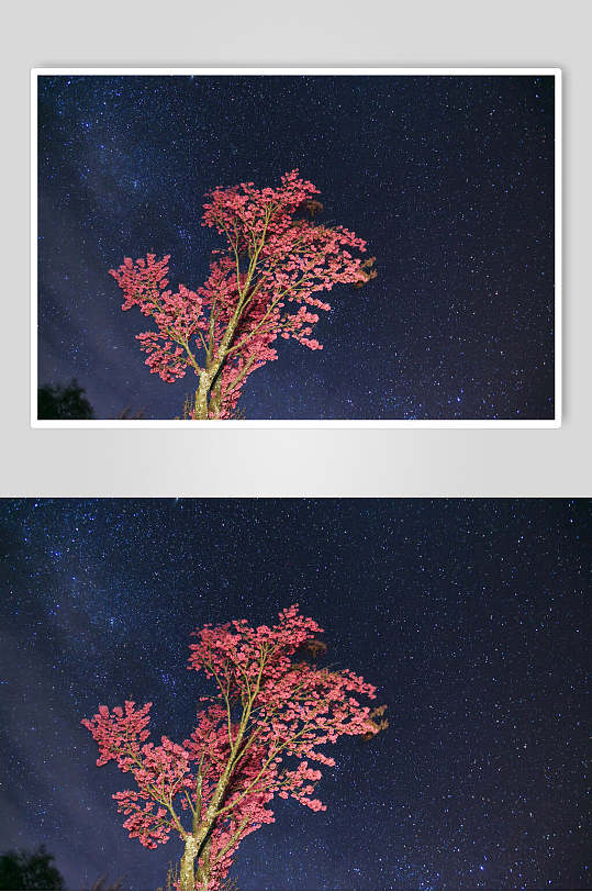 大理星空下的樱花树高清图片