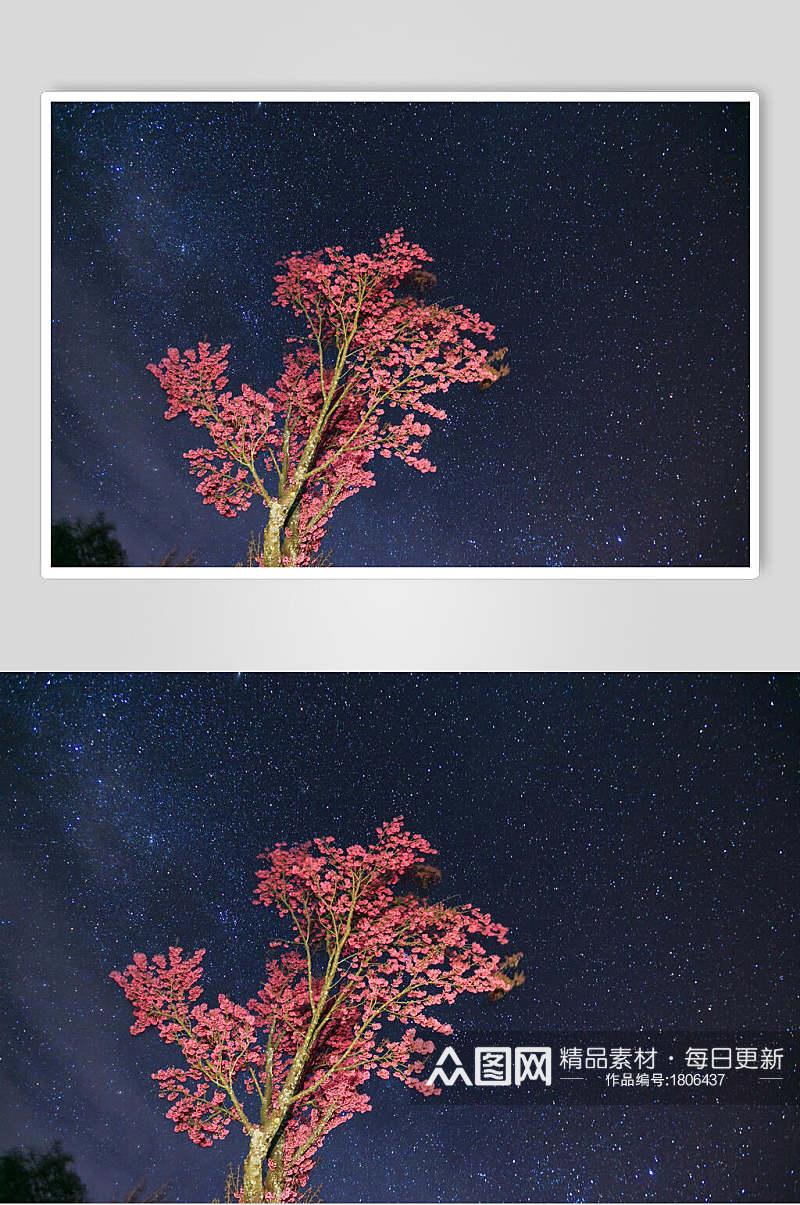 大理星空下的樱花树高清图片素材