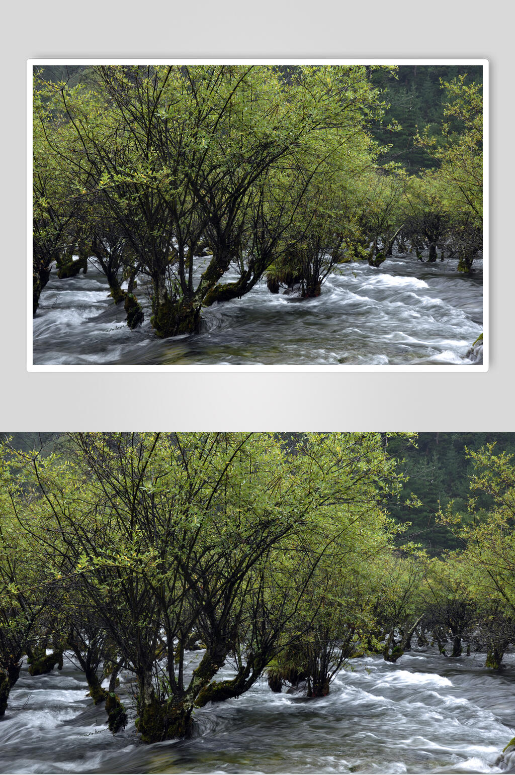 四川九寨沟树木流水高清图片素材