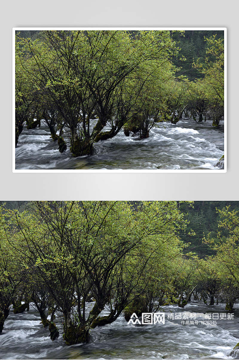 四川九寨沟树木流水高清图片素材