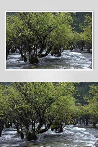 四川九寨沟树木流水高清图片