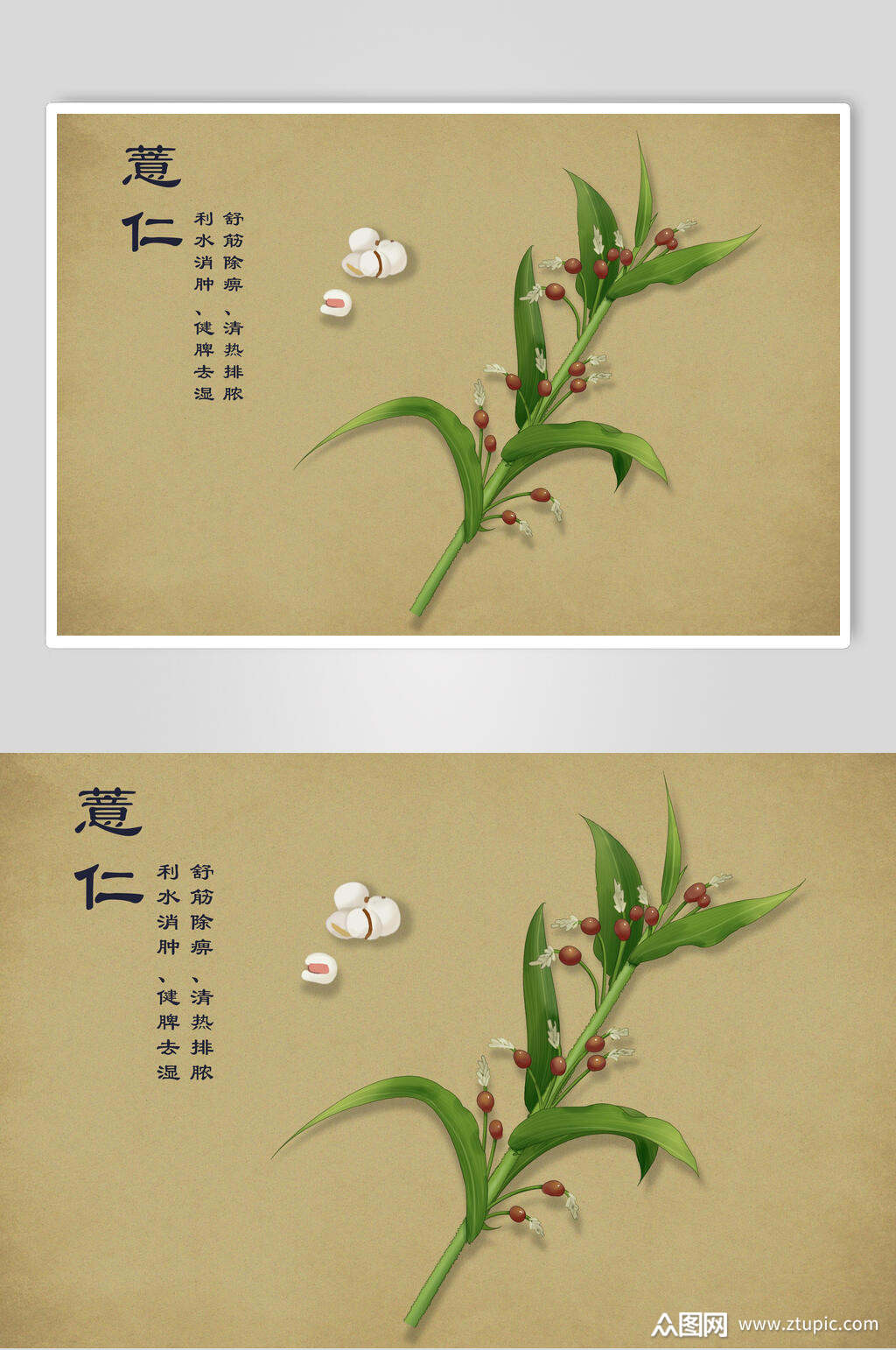 薏仁中草药手绘素材元素