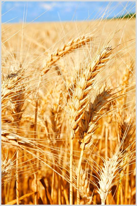 原生态金色麦田麦穗摄影图片