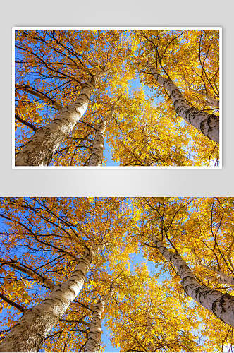 乌兰布统风景金色叶子树木高清图片 植物摄影图