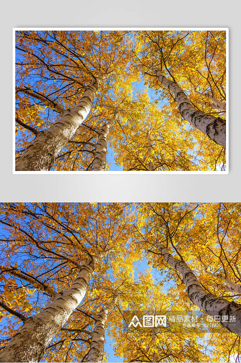 乌兰布统风景金色叶子树木高清图片 植物摄影图素材