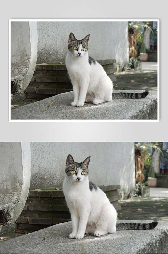 大理古城里的猫高清图片