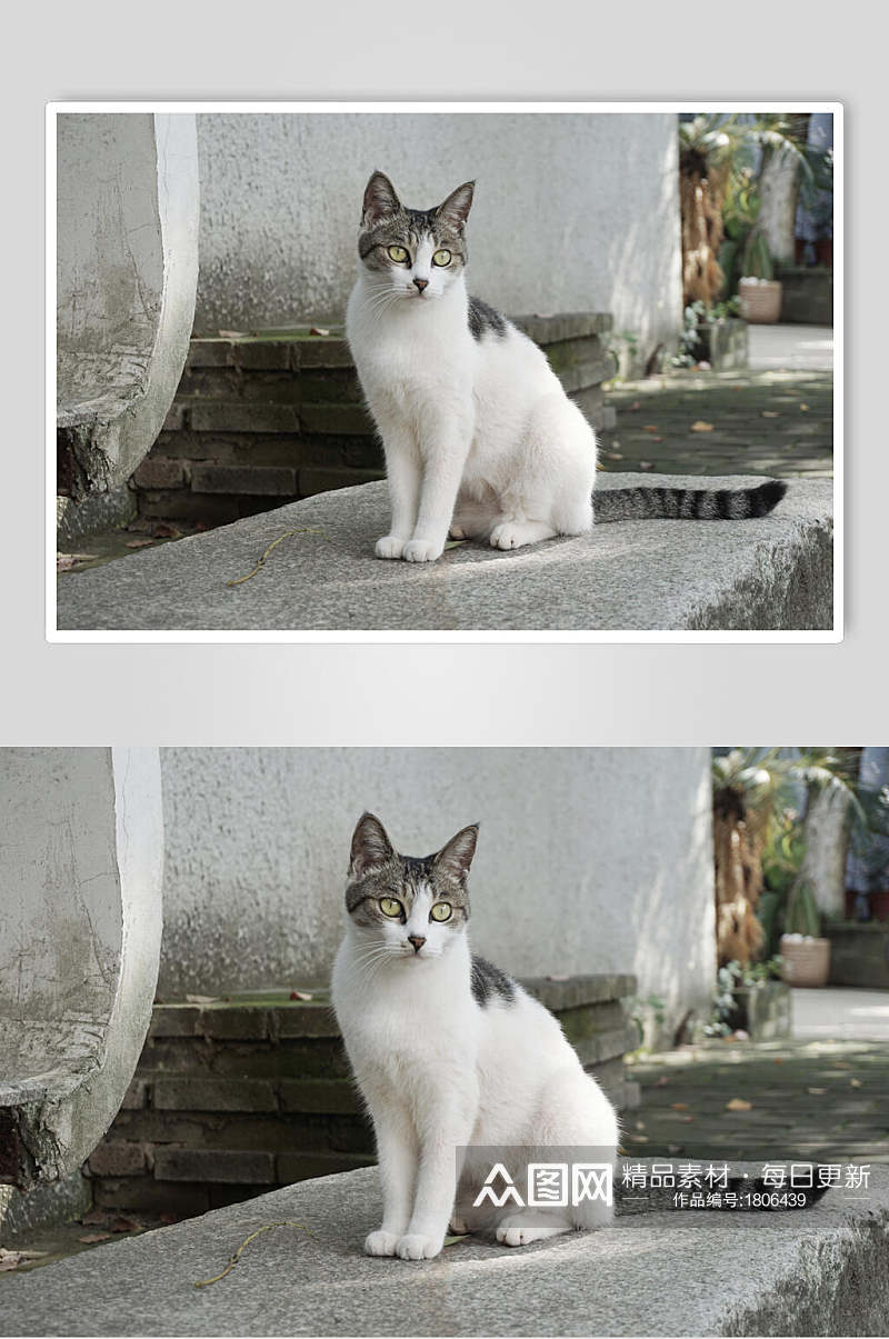 大理古城里的猫高清图片素材