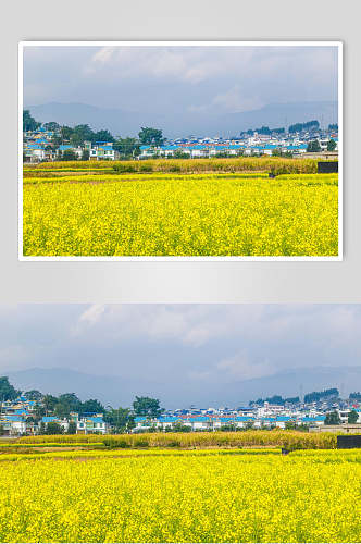 云南大理乡村油菜花高清图片