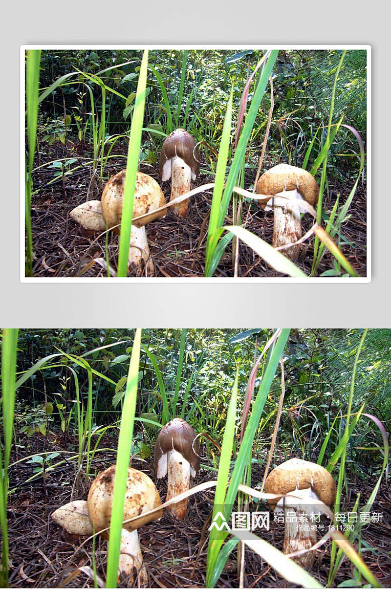 野生蘑菇火锅配菜高清图片素材