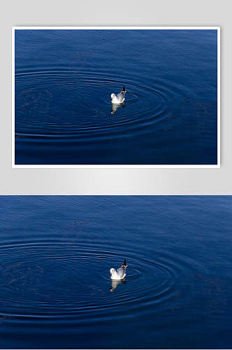 泸沽湖天鹅高清图片