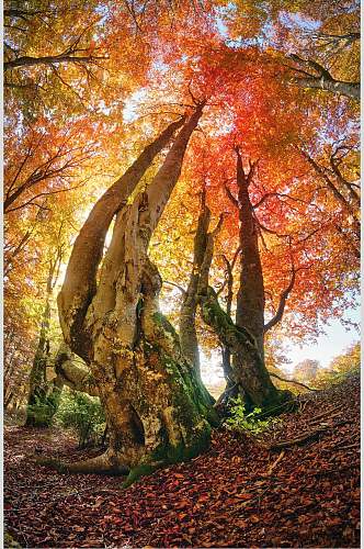 美丽枫树树林图片