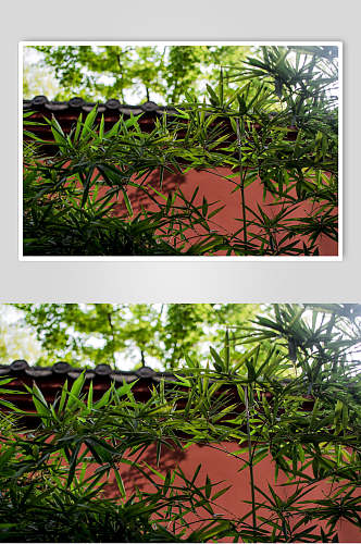 成都古城红墙植物中国风摄影图片
