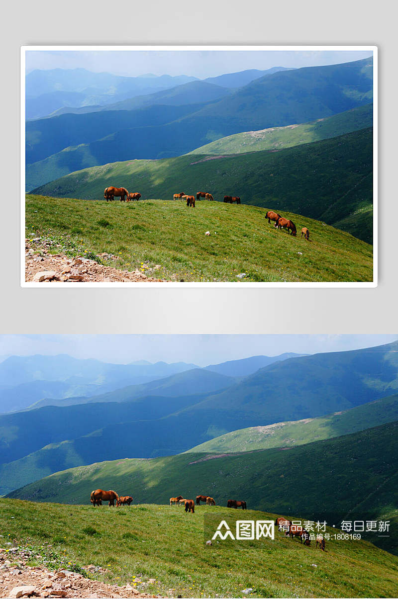 五台山上的马群高清图片素材